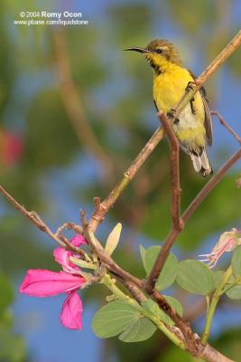 Olive-backed Sunbird 

Scientific name - Nectarinia jugularis jugularis 

Habitat - Common lowland sunbird 
