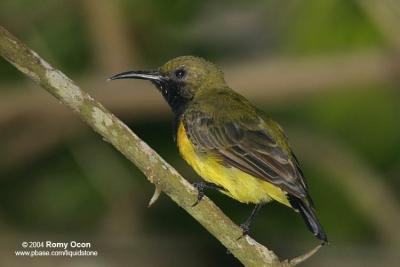 Olive-backed Sunbird 

Scientific name - Nectarinia jugularis

Habitat - Common lowland sunbird 
