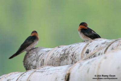 Pacific Swallow 

Scientific name - Hirundo tahitica 

Habitat - Common along coasts, in towns and open country, rarely over forest.
