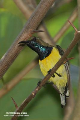 Olive-backed Sunbird (Male)

Scientific name - Nectarinia jugularis jugularis 

Habitat - Common lowland sunbird 
