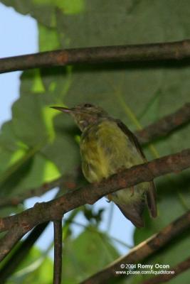 Plain-throated Sunbird

Scientific name - Anthreptes malacensis

Habitat - Coconut groves, mangroves, second growth near coast and forest.