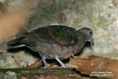 Common Emerald-Dove 

Scientific name - Chalcophaps indica 

Habitat - Common but shy in forests up to 1000 m.
