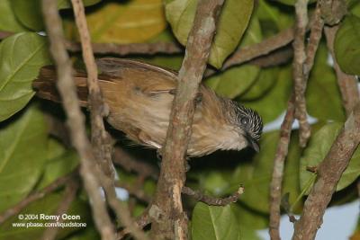 Brown Tit-Babbler 
(a Philippine endemic) 

Scientific name - Macronous striaticeps mindanensis 

Habitat - Common in noisy, active groups through dense foliage in forest up to 1500 m.
