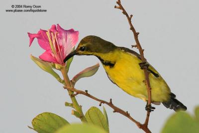 Olive-backed Sunbird 

Scientific name - Nectarinia jugularis jugularis 

Habitat - Common lowland sunbird 
