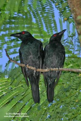Asian Glossy Starling 
(Adults) 

Scientific name - Aplonis payanensis 

Habitat - Common in the lowlands from second growth to downtown in cities. 
