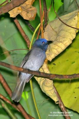 Black-naped Monarch (Female) 

Scientific name - Hypothymis azurea 

Habitat - Common resident all over the Philippines, in disturbed forest.