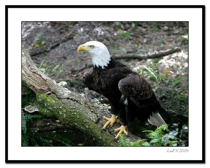 Bald-Eagle-on-Log.jpg