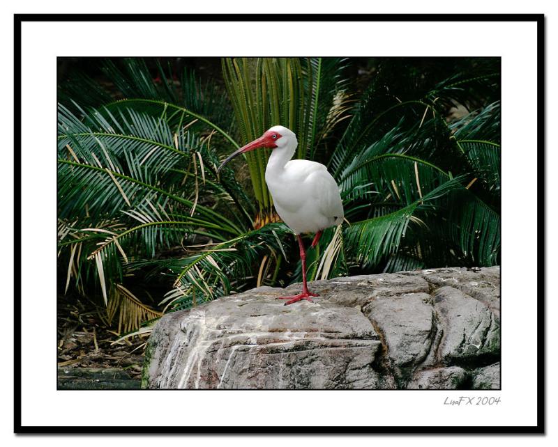 Bird-on-Rock2.jpg