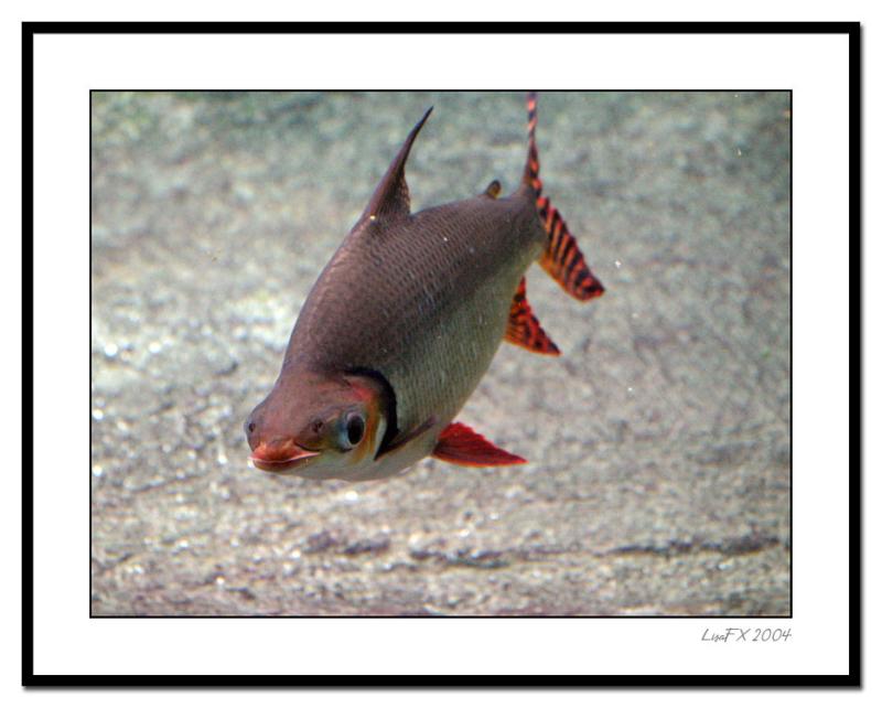 Bugeyed-Fish.jpg