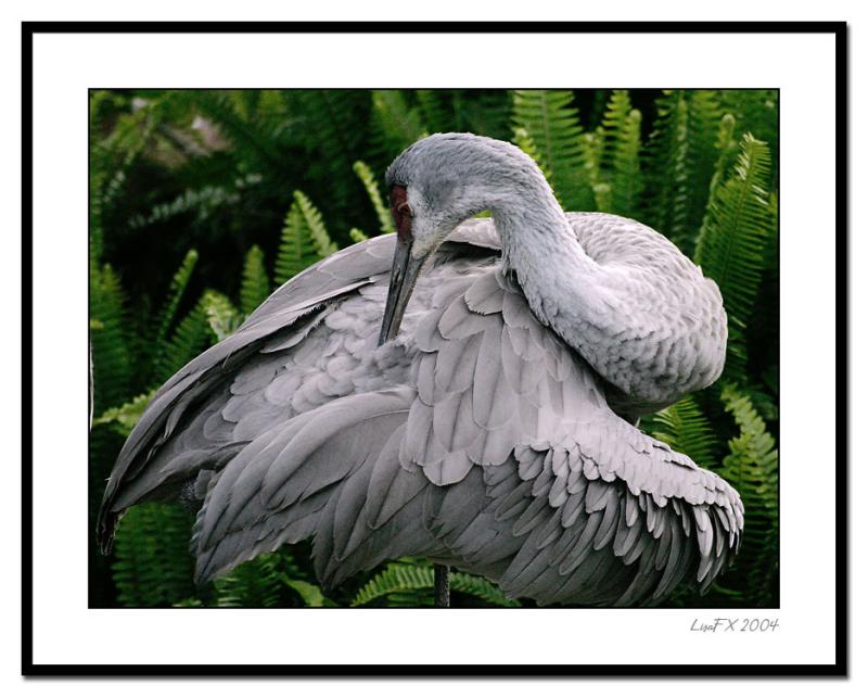 Itchy-Bird.jpg