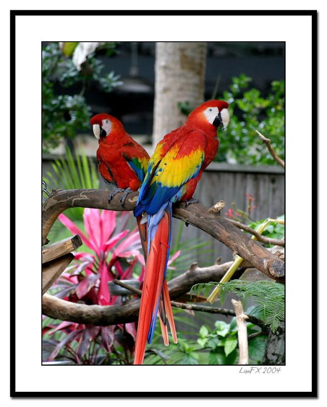 Two-MacCaws2-FRM.jpg