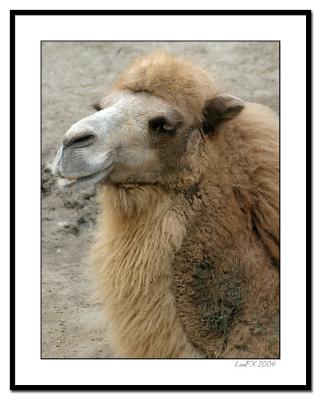 Camel-Portrait.jpg