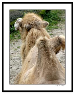 Camel-from-Rear.jpg