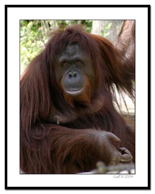 Female-Orangutan-Closeup.jpg