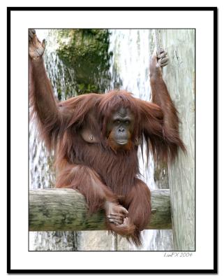 Female-Orangutan.jpg