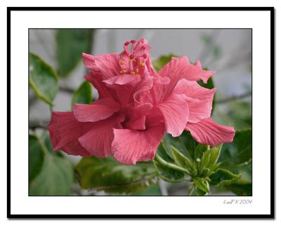 Pale-Rose-Hibiscus.jpg