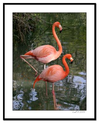 Perfect-Flamingos.jpg