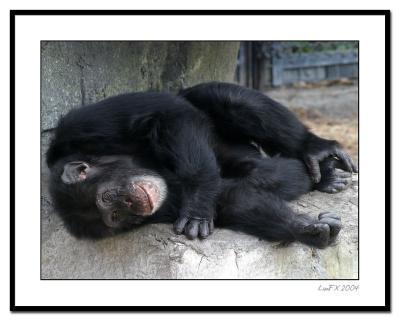 Sleeping-Chimp.jpg