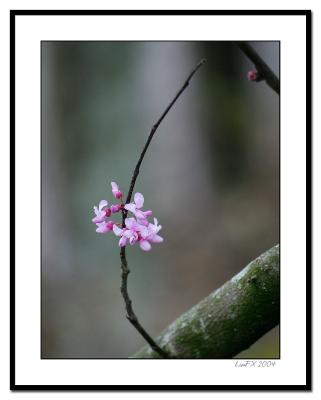 Tiny-Pink-Flowers.jpg