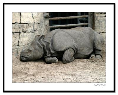 Tired-Rhino.jpg