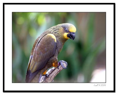 Yellowheaded-Parrot.jpg