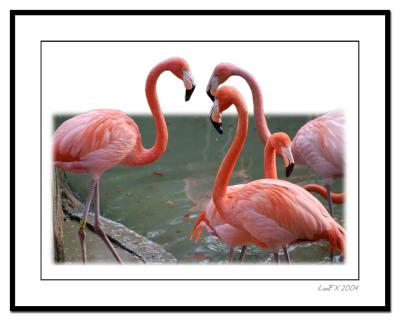Bevvy-of-Flamingos-3d.jpg