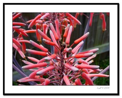 Aloe-Blooms.jpg