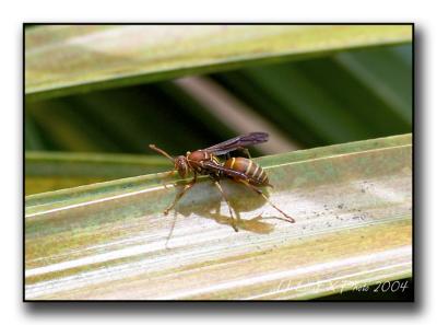 Wasp on Frond.jpg