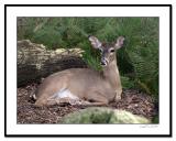 Deer-in-Woods-Framed.jpg