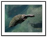 Swimming-Turtle.jpg