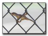 Spread Lizard.jpg