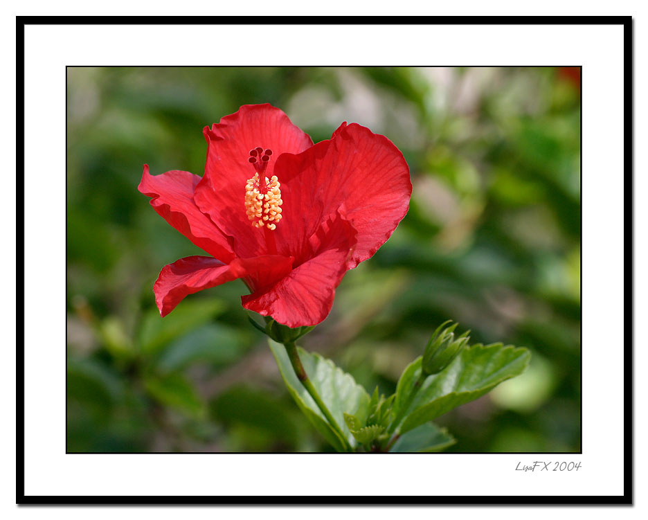 Bright-Red-Hibiscus.jpg