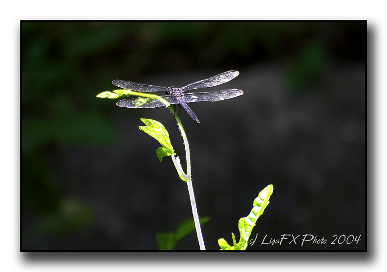 Dragonfly Illumined.jpg