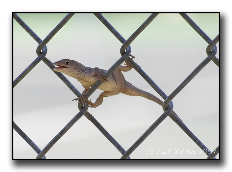 Spread Lizard.jpg