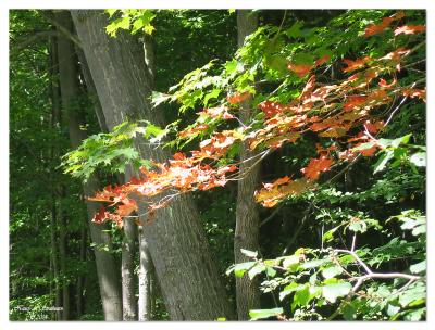 Fall is Coming