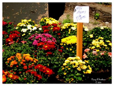 Fall Mums