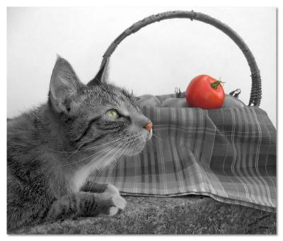 My Helper 2