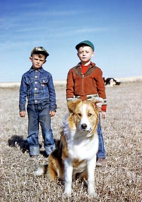 Greg, Steve and Bullet at Sam Jack's farm; Rouleau, Sask., 1953