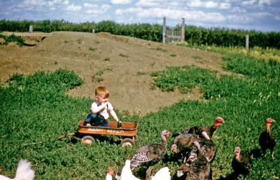 Terry and the turkeys at Fred and Hattie's farm; Wilcox, Sask., 1952