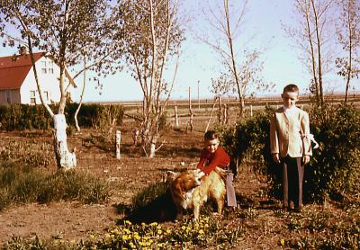 Chris and Rex, Mike at farm; Diana, Sask., 1960