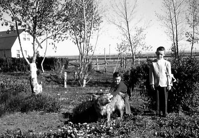 Chris and Rex and Mike at farm; Diana, Sask., 1960