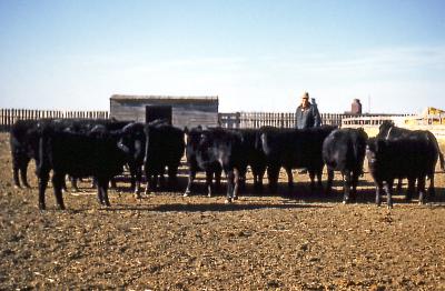Fred and cattle on farm; Wilcox, Sask.