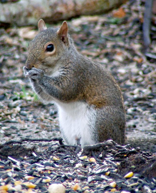 Squirrel 3/2/2004 Oly C-720 w/C210 Tele