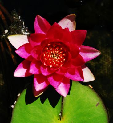 Flower from the tropical enclosure in the Royal Botanic