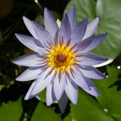 Flower from the tropical enclosure in the Royal Botanic