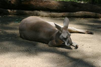 Sleepy kangaroo