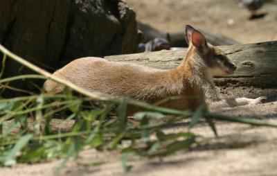 Wallaby