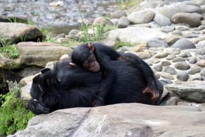 Sleepy mom and kid chimp