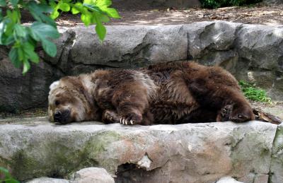 Sleepy bear (noticing a trend?)