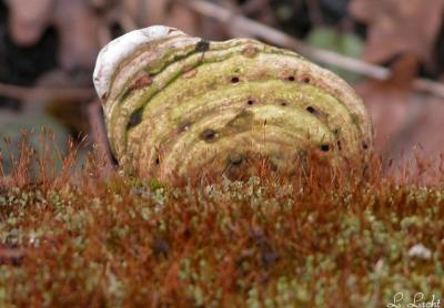 Moss spoors and fungi.jpg